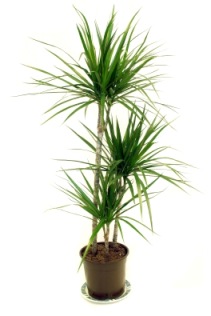 Dracaena marginata